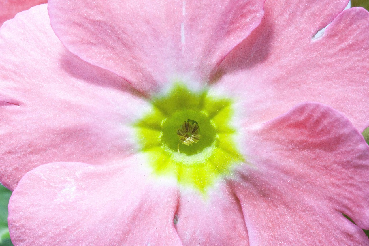 四月玫瑰与明星的美丽邂逅