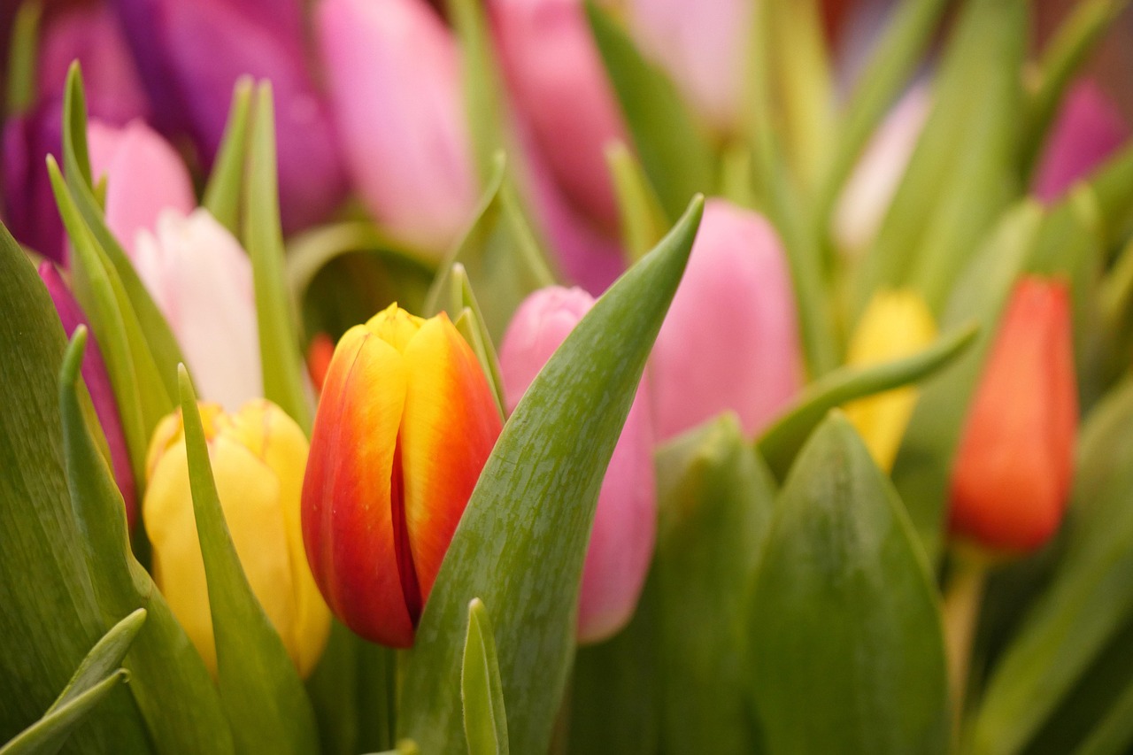 四月花的图片与动漫，绽放的美丽与艺术融合的魅力