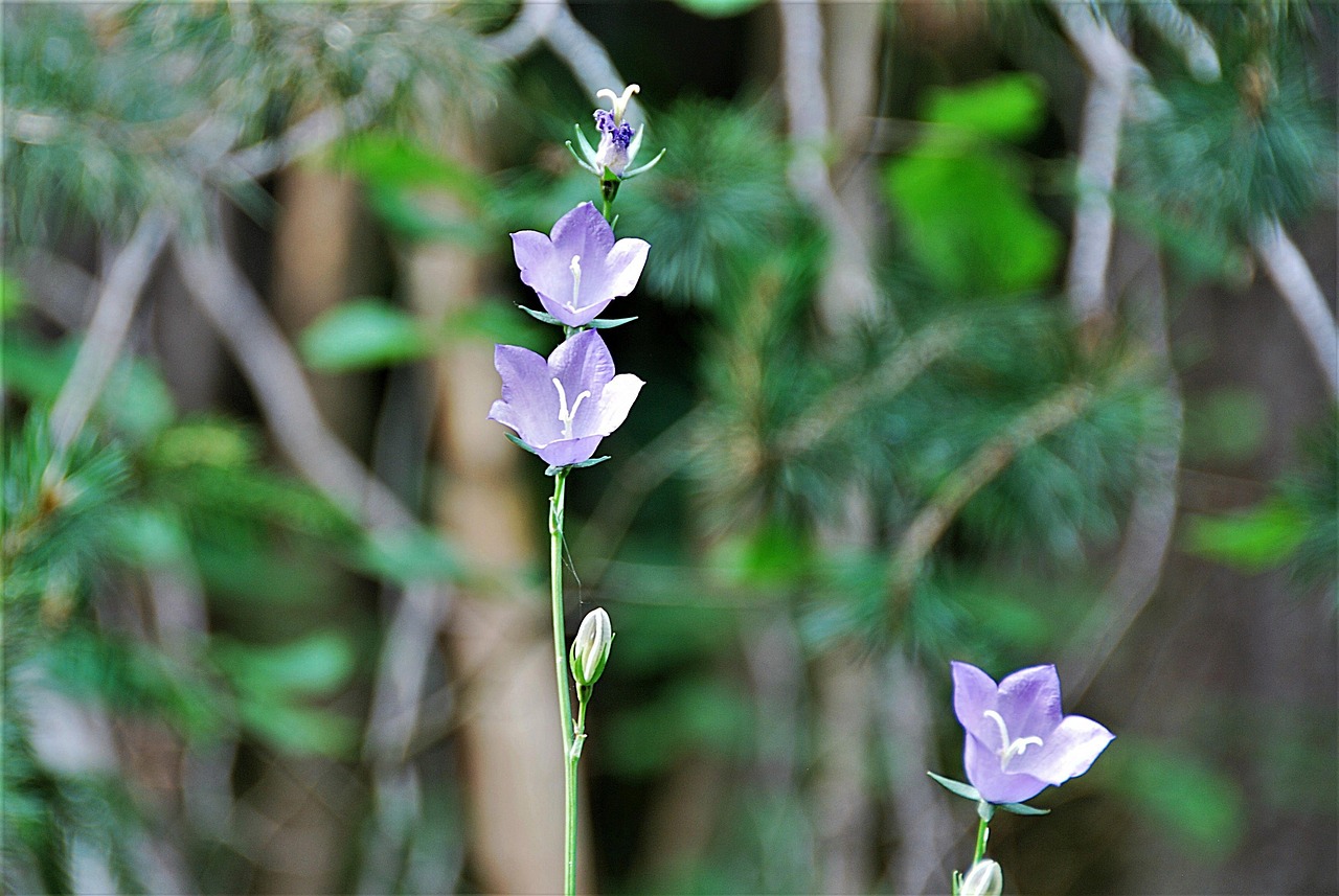 四月份毫州麦冬行情深度分析