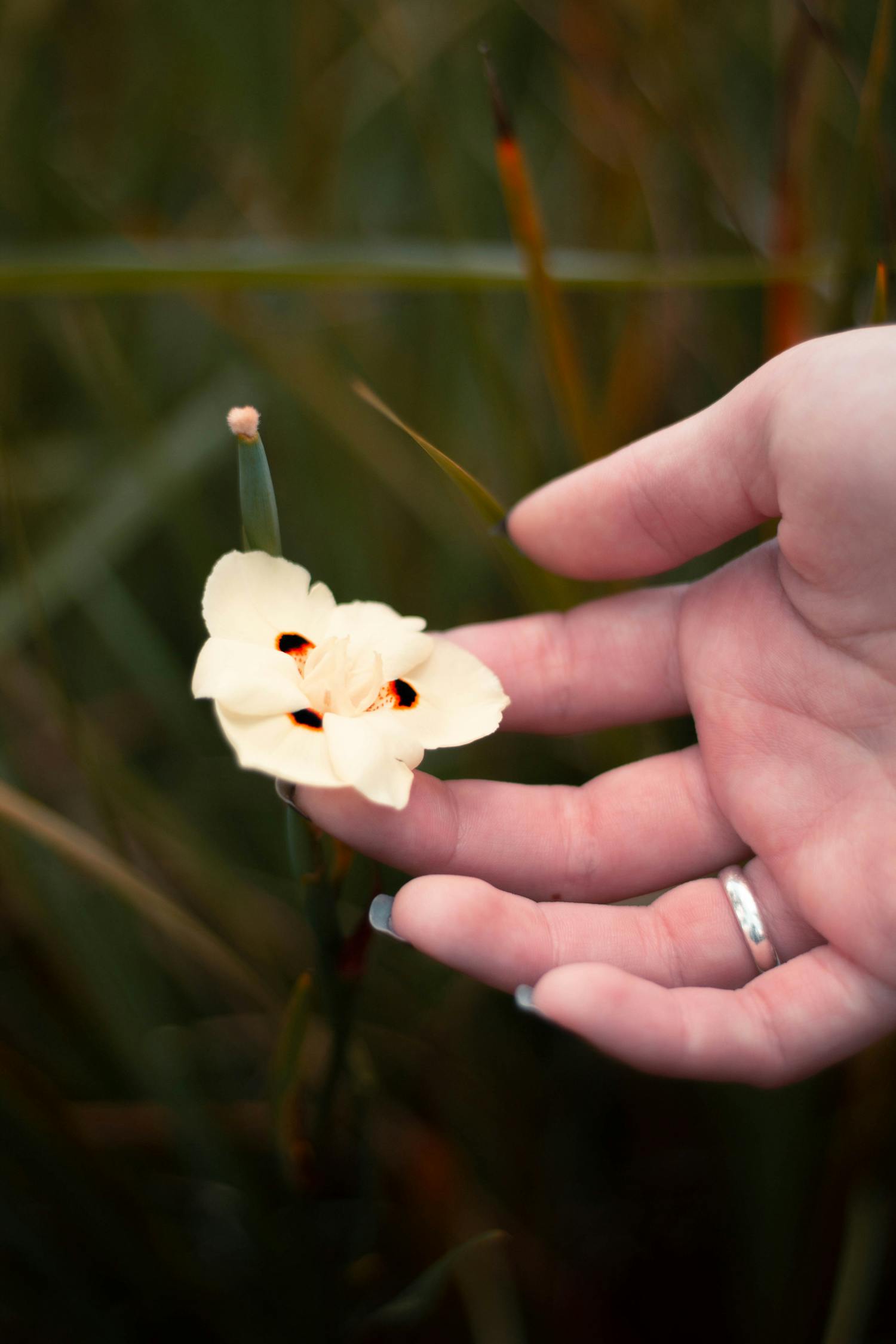 探索自然之美与生态和谐,最新群竹鸡视频欣赏