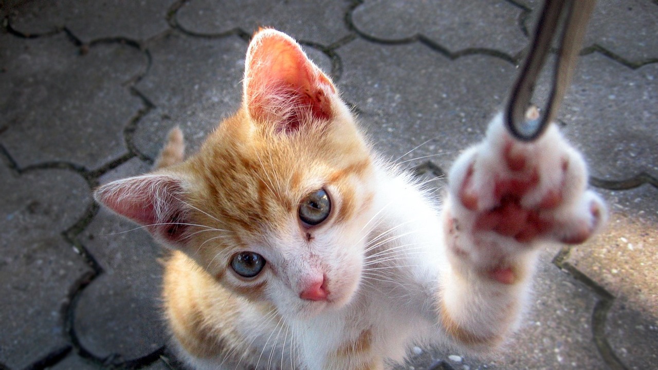 仙桃明珠新城五月动态更新，新篇章开启