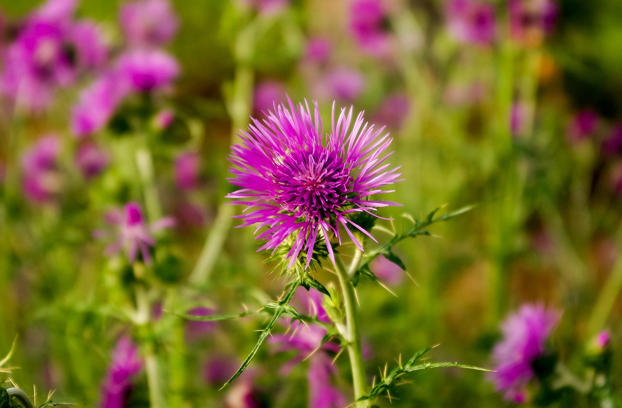 五月花锦良缘,最新更新与美好缘分交织的季节