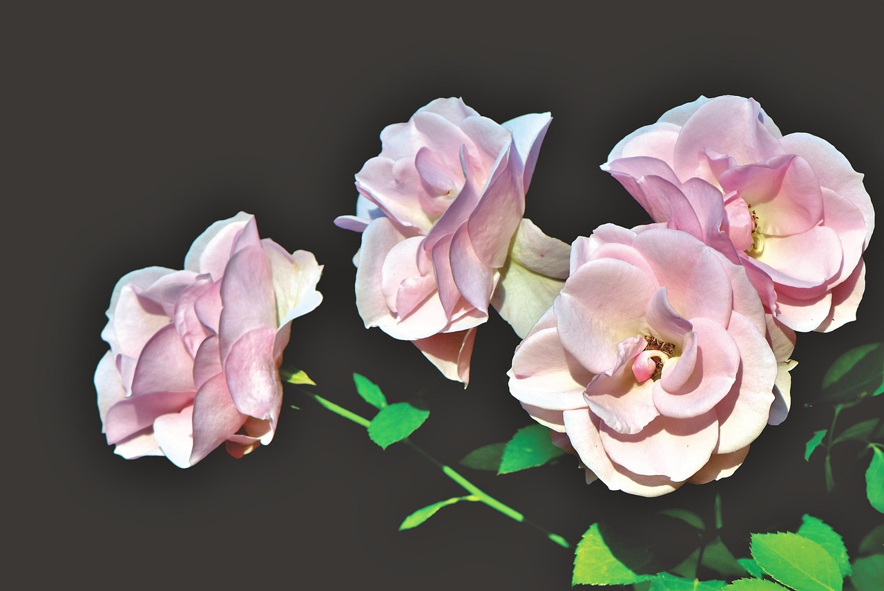 五月情侣接吻动漫头像,甜蜜瞬间的爱恋