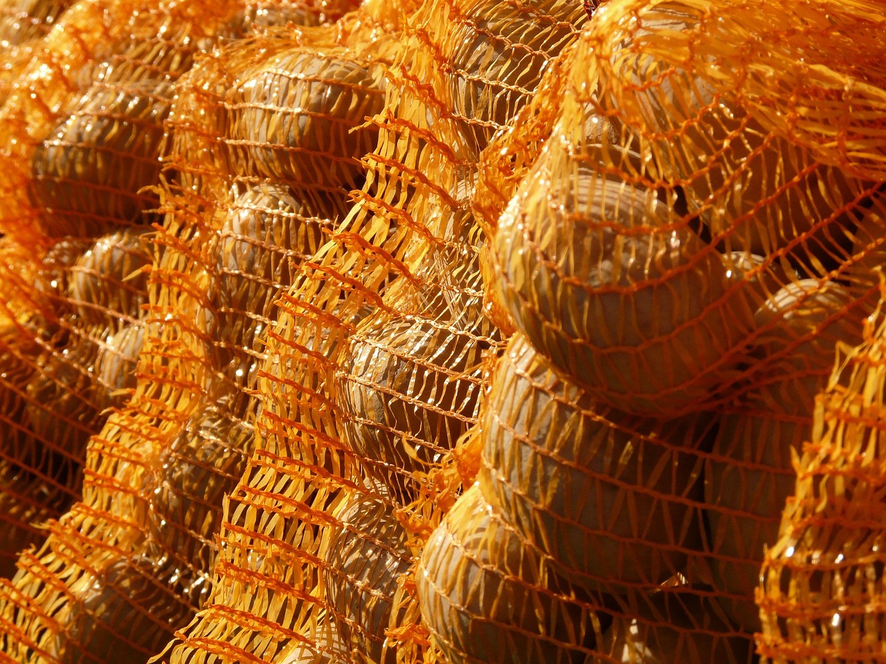 五月内蒙古土豆市场价格动态及最新走势分析