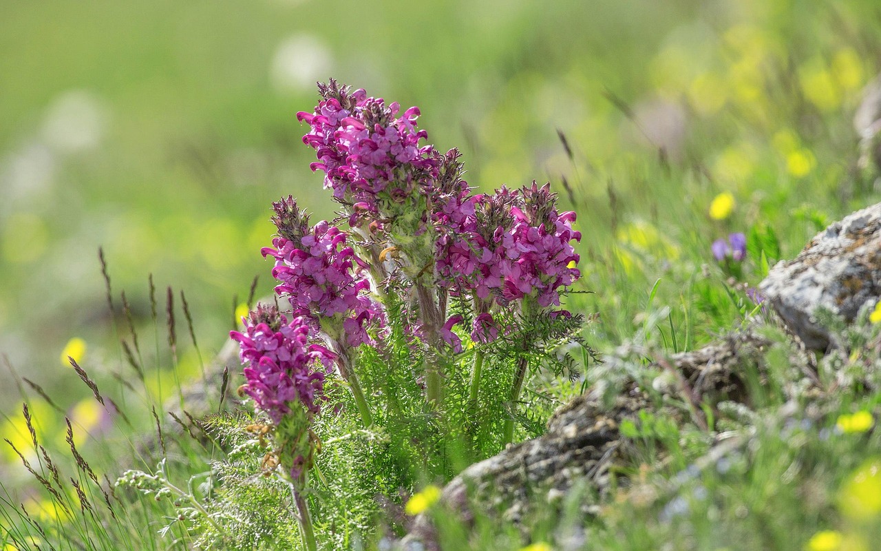 五月浪漫邂逅，林深见鹿免费观看的美好时光