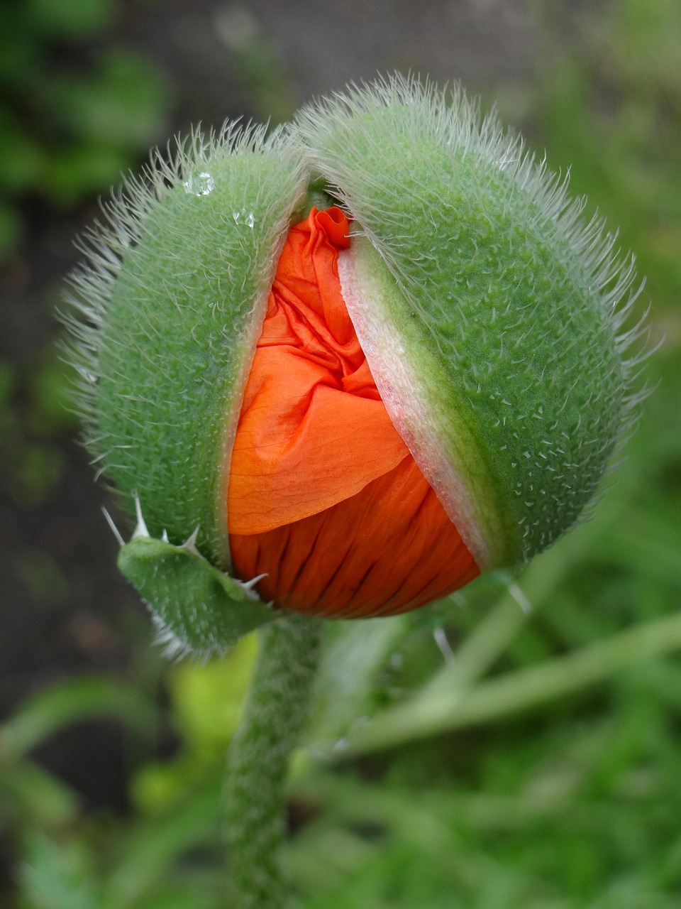 五月友谊之花绽放的最新动态揭秘