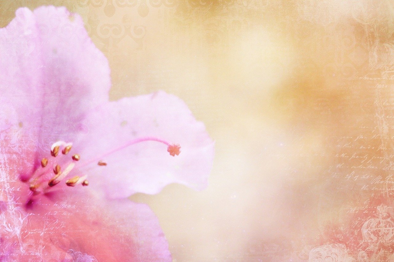 五月友谊之花绽放的最新动态揭秘