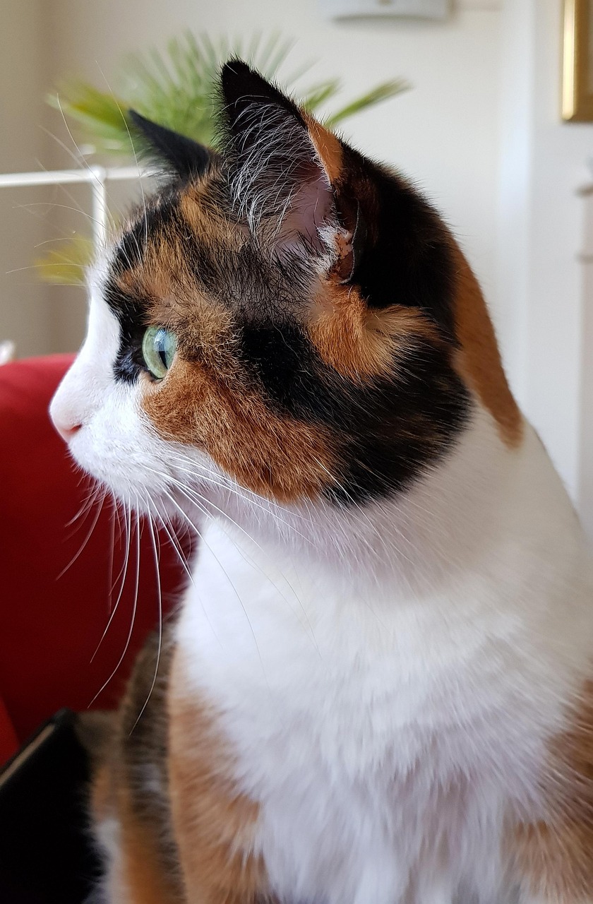 五月七七家D猫猫的最新创作，人与猫的温馨故事