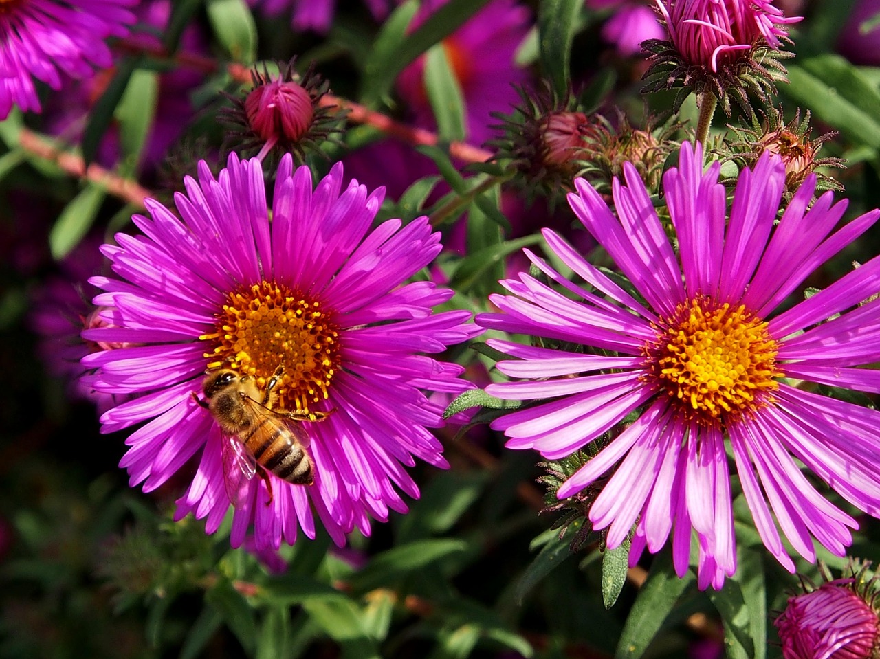五月名花坊资讯,繁花似锦的季节,领略花的魅力