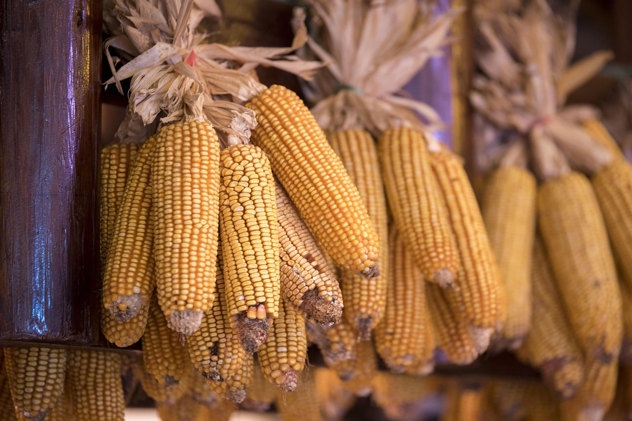 五月山东玉米价格动态分析简报