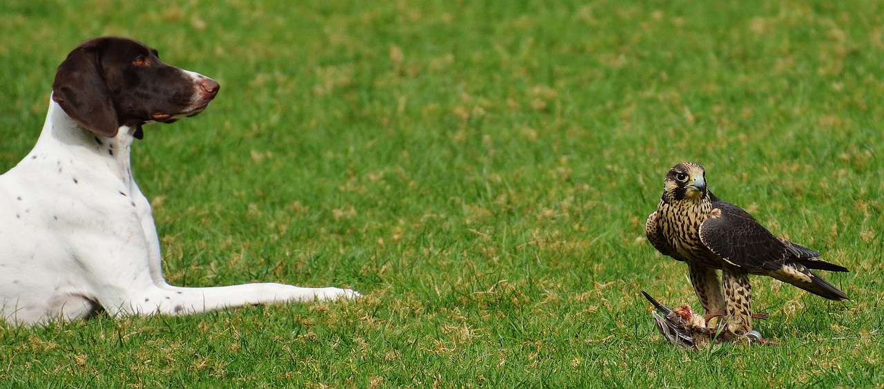 五月河北邮票市场动态解析,邮票货币资讯聚焦点